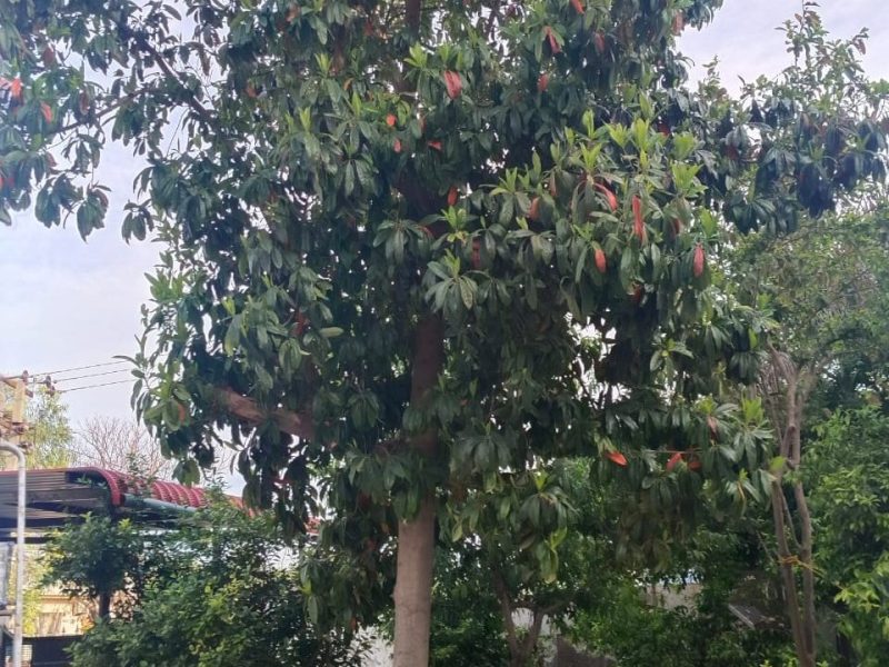 De Kracht van de 3 Mukhi&nbsp;Rudraksha