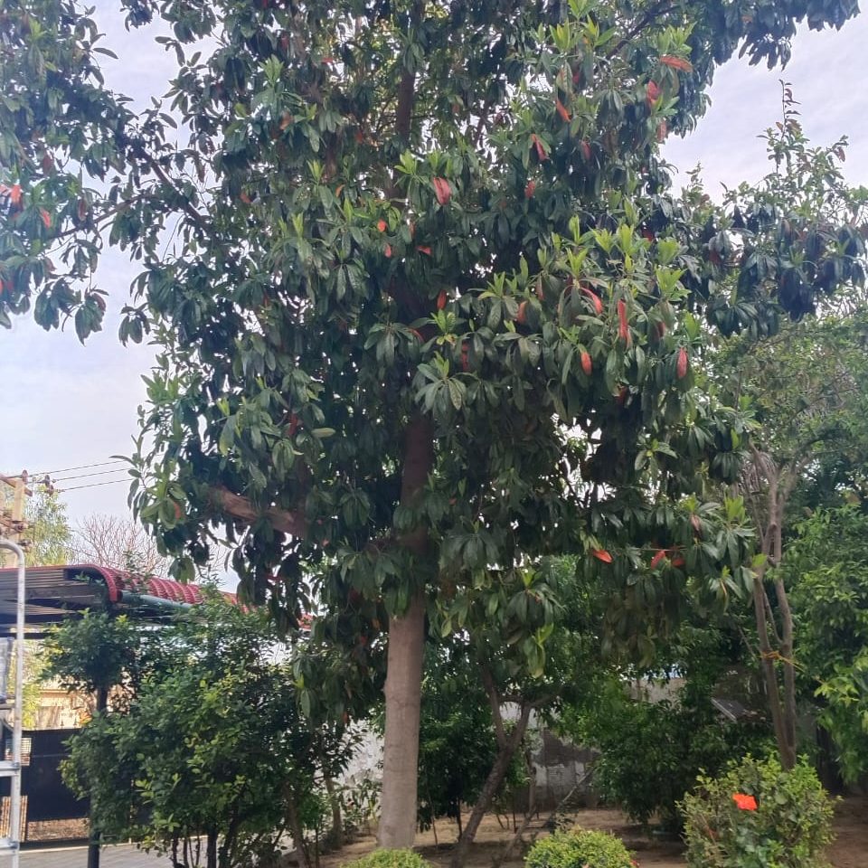 De Kracht van de 3 Mukhi&nbsp;Rudraksha