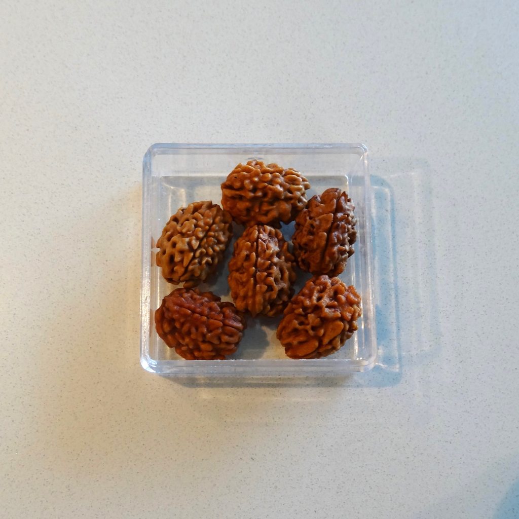 3 Mukhi Rudraksha